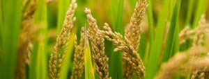 什么是富硒面粉？富硒面粉對(duì)我們?nèi)梭w有什么好處？